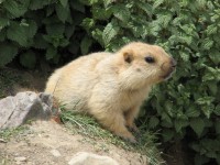 /album/ladack-inde-1/a054-montee-du-kang-yatse-3-jpg/